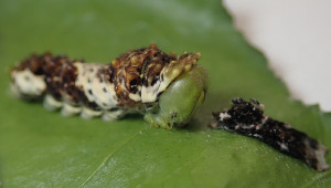アゲハチョウの生態を探究する教材 工事中 京都教育大学 生態学研究室