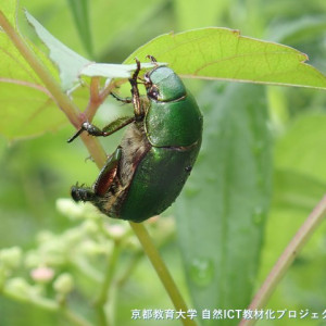 s-P7300017