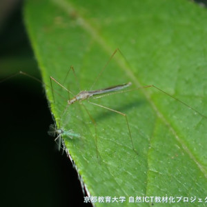 イトカメムシの捕食