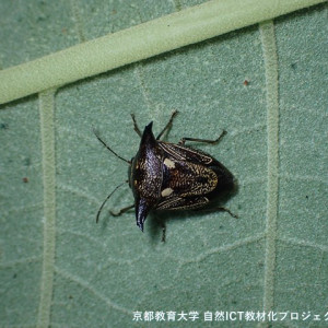 ウシカメムシ