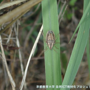 ウズラカメムシ