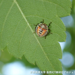 キマダラカメムシの幼虫