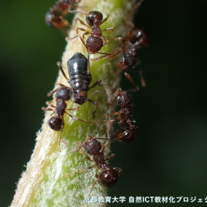 クリオオアブラムシの無翅虫