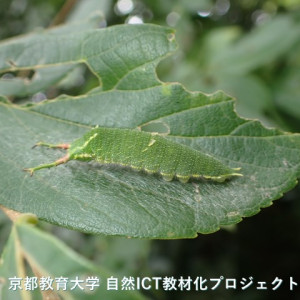 ゴマダラチョウの幼虫