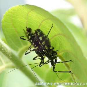 シマサシガメの交尾