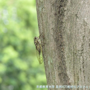 ツクツクホウシのメス成虫