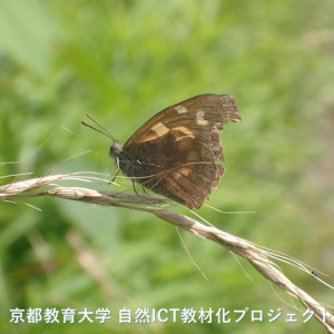 テングチョウ