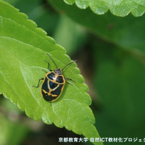 ナガメ