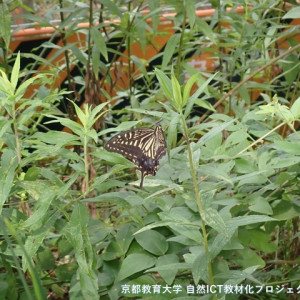 ナミアゲハ
