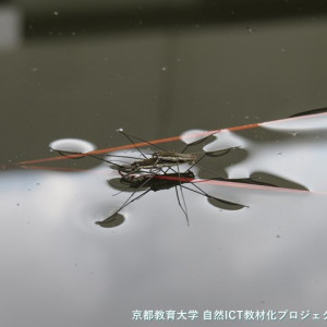 ナミアメンボのタンデム