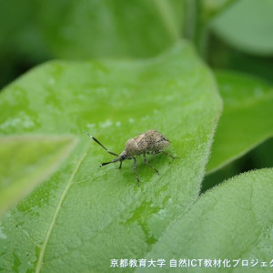 ハギメンガタカスミカメ