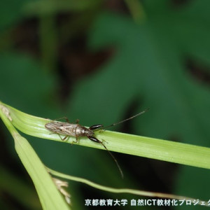ヒゲナガカメムシ