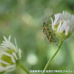 ブチヒメヘリカメムシ