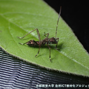 ホソヘリカメムシの幼虫