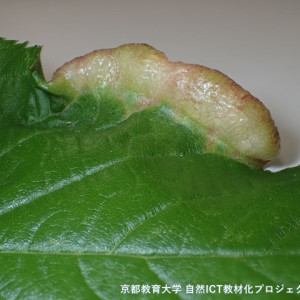 ミザクラコブアブラムシの虫こぶ