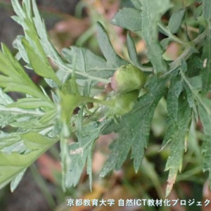 ヨモギクキコブタマバエの虫こぶ
