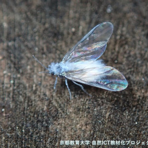 ワタアブラムシ類の有翅虫