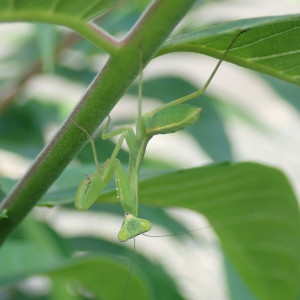 カマキリの幼虫