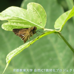 イチモンジセセリ