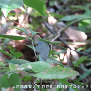 ウラギンシジミ