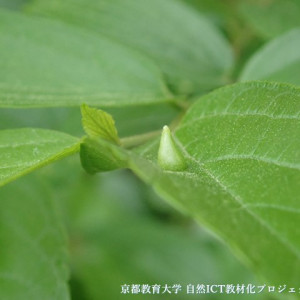 エノキトガリタマバエの虫こぶ