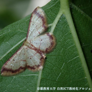 キオビベニヒメシャク