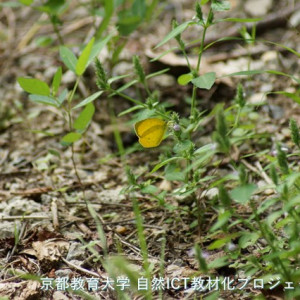 キタキチョウ