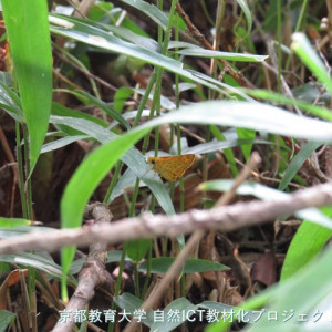 キマダラセセリ