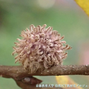 クヌギエダイガタマバチの虫こぶ