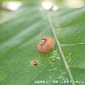 クヌギハケツボタマバチの虫こぶ