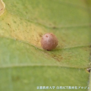 クヌギハマルタマバチの虫こぶ