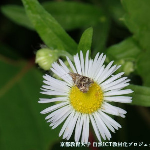 ゴボウハマキモドキ