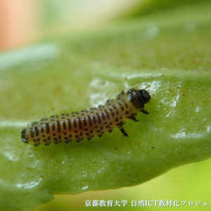 サンゴジュハムシの幼虫