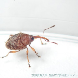 イヌビワシギゾウムシ