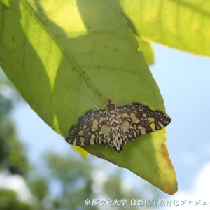 シロマダラノメイガ