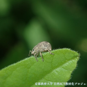 スグリゾウムシ