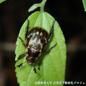 セマダラコガネ