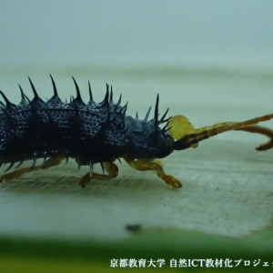タケトゲハムシ