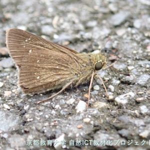 チャバネセセリ