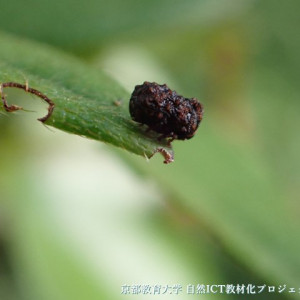 ツツジコブハムシ
