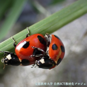 ナナホシテントウの交尾