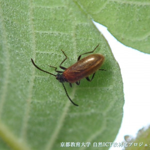 ハムシダマシ