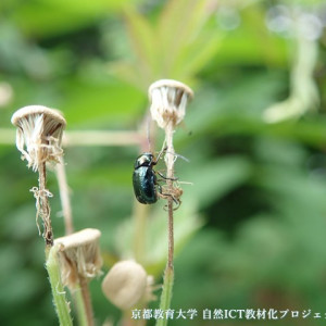 バラルリツツハムシ