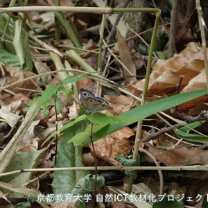 ヒメウラナミジャノメ