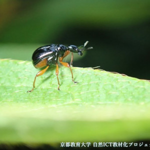 ヒメクロオトシブミ