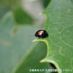 ヘリグロテントウノミハムシ