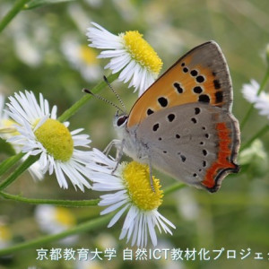 ベニシジミ