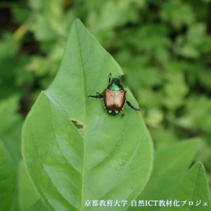 マメコガネ