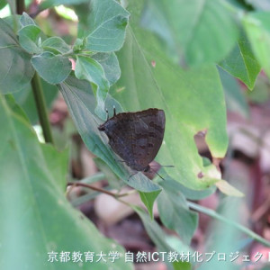 ムラサキツバメ