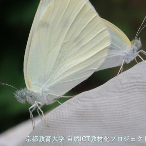 モンシロチョウの交尾